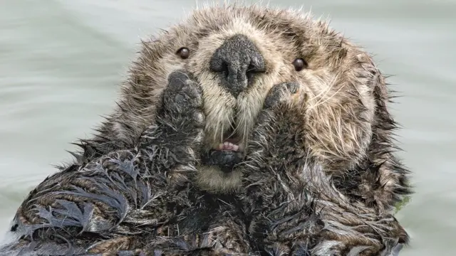 Comedy Wildlife Photography Awards опубликовала самые смешные