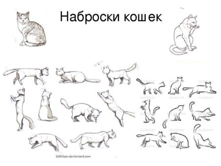 Как нарисовать кошку: 7 легких и красивых способов 