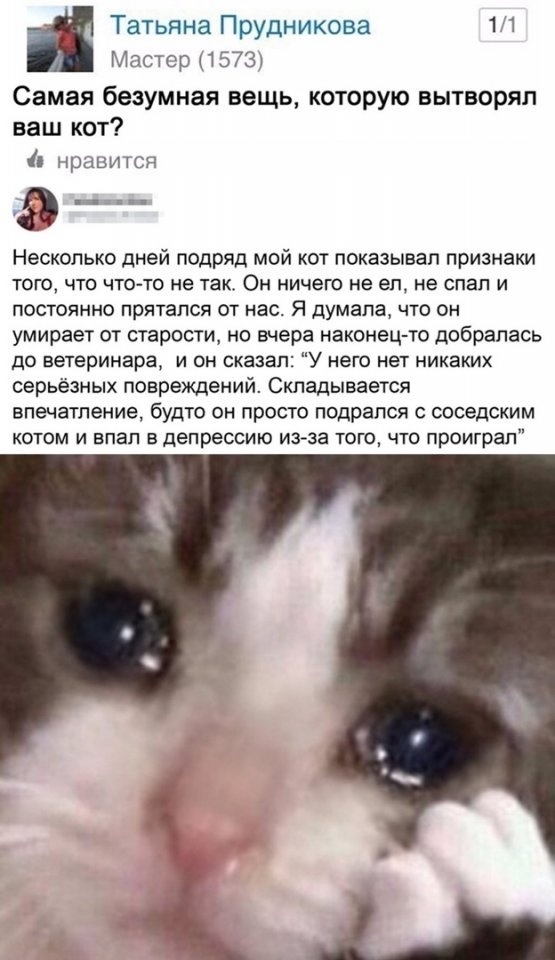 Создать мем «коты, создать» онлайн