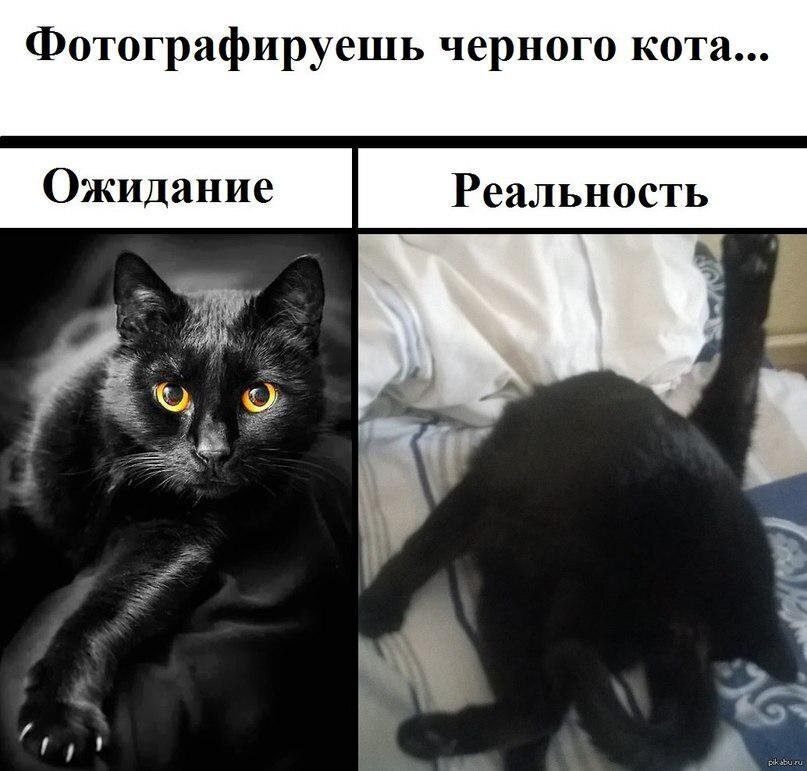 Коты и кошки