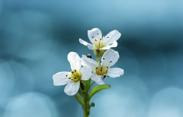 Обои цветы, яркие, colorful, flowers, background, spring