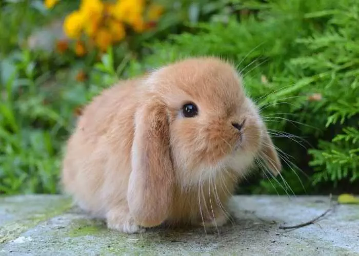 Мимишный 🐰кролик в свитере , заяц поп арт, модерн — цена