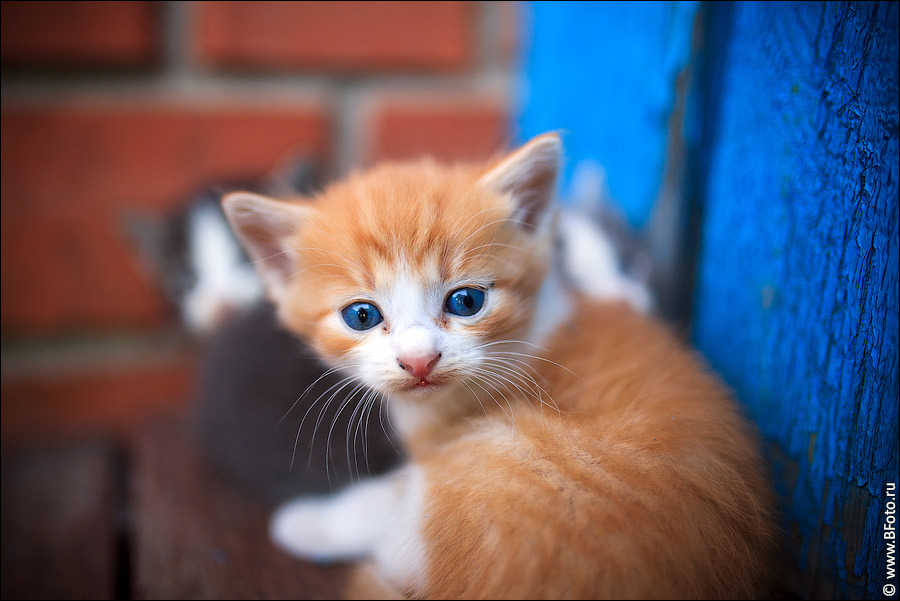 Мильбемакс для котят и маленьких кошек №2 купить в