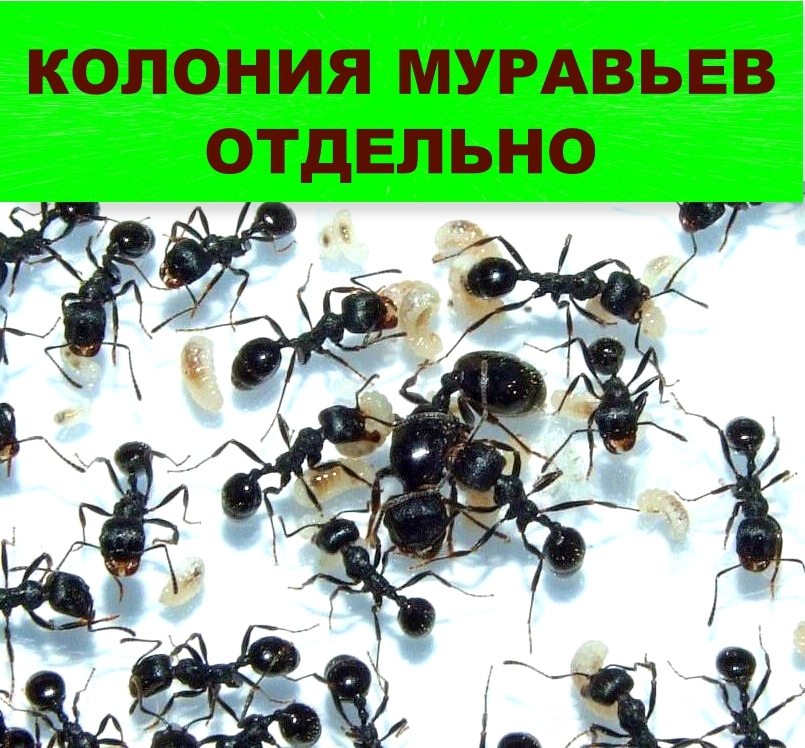 Укусы муравьев: опасность и способы предотвращения