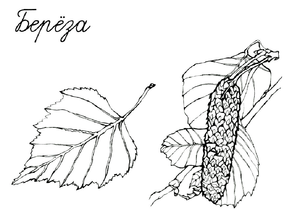 Раскраска Береза 🖍. Раскрашиваем любимыми цветами бесплатно