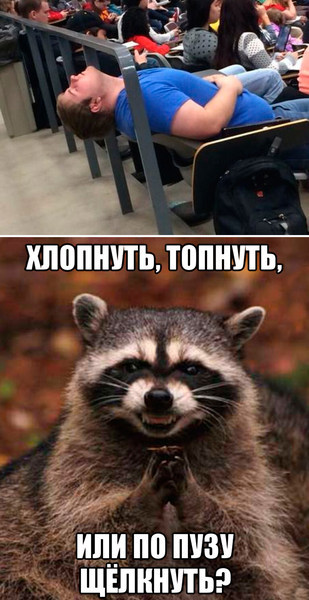 Создать мем «raccoon, енот животное» онлайн