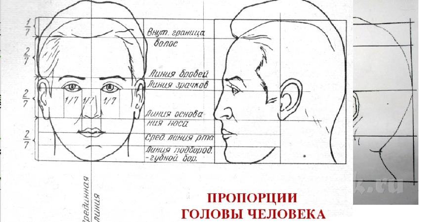 Основы рисунка: пропорции головы