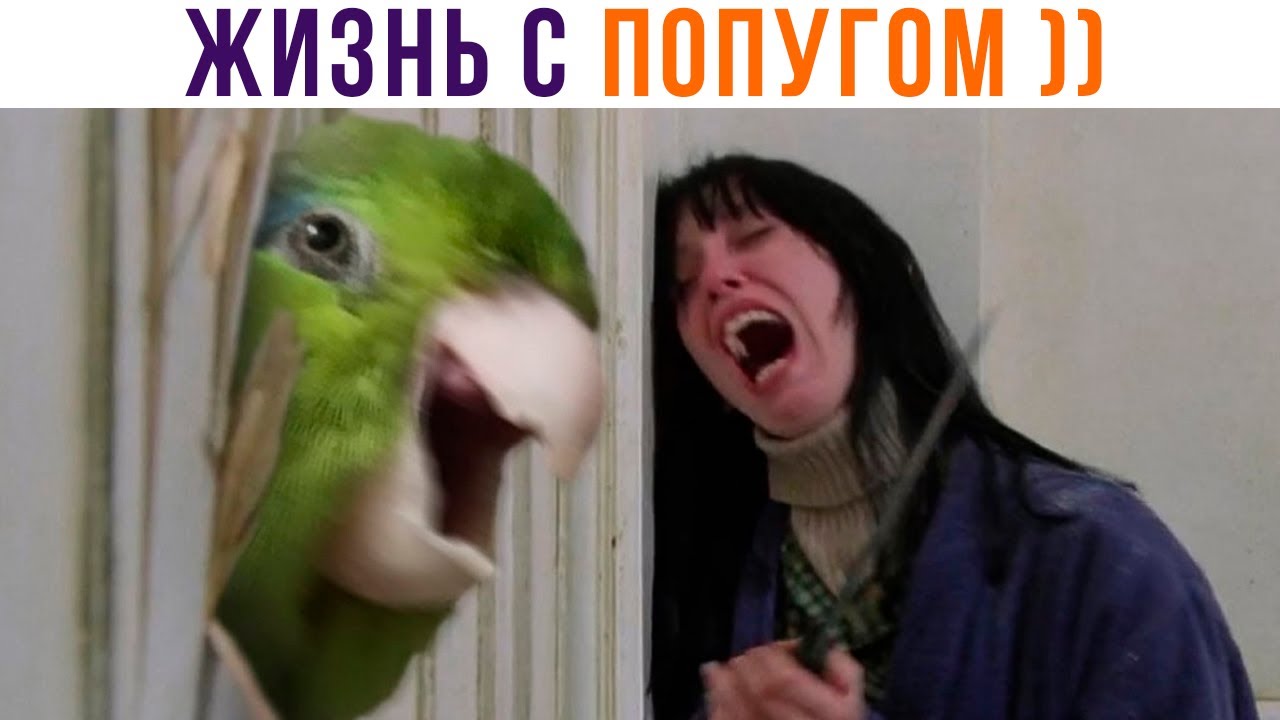 Попугай