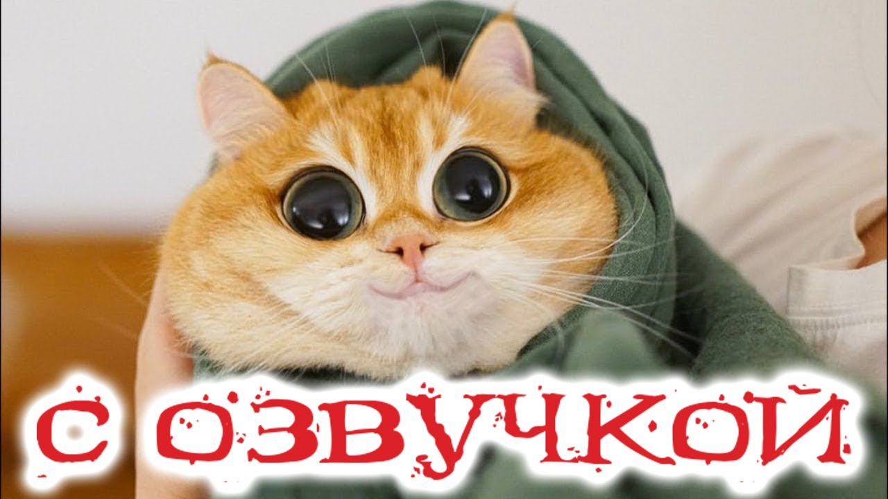 Котики Мемы Для Видео | TikTok