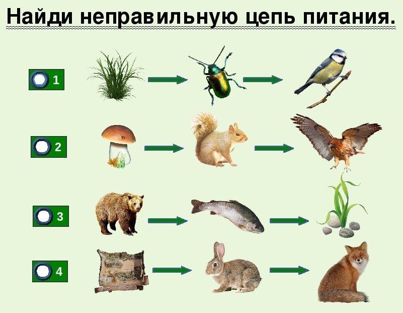 Идеи для срисовки цепь пищевая 