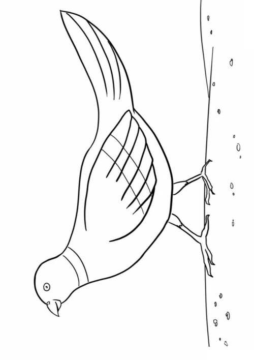 Раскраски Голубь. Скачать и распечатать раскраски Голубь