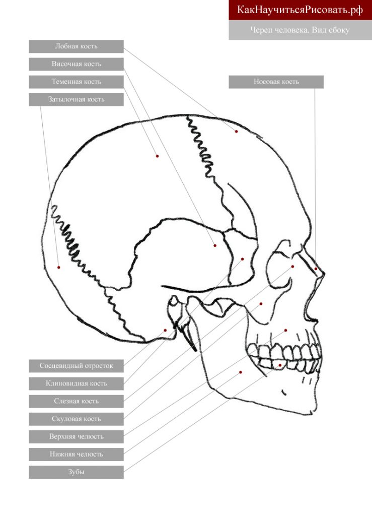 человек держит карандаш и рисует череп, картинку сложно