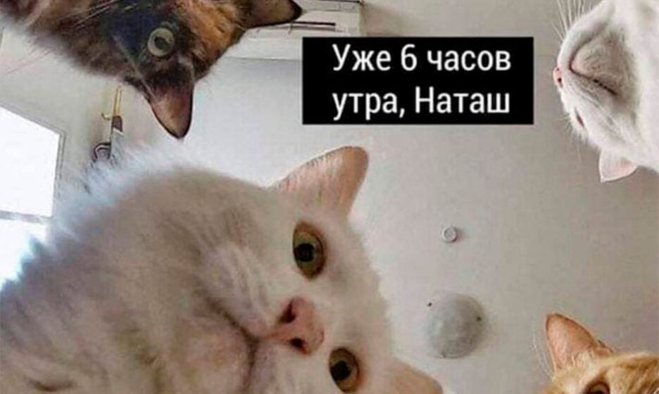 Коты из мема живут в Тюмени и ищут дом