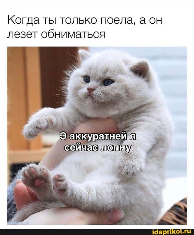 Самые смешные коты