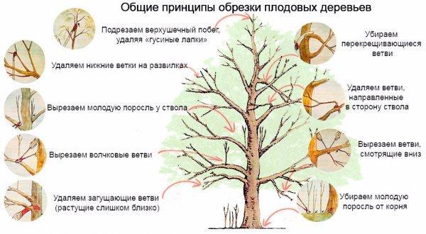 Деревья для вырезания из бумаги Раскраски распечатать бесплатно.