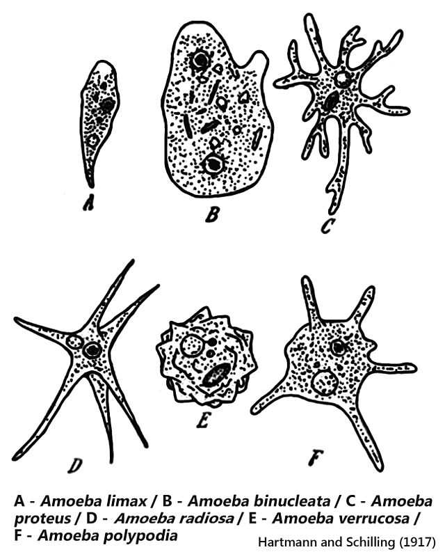 Амеба на белом фоне Анатомия амебы | Премиум векторы