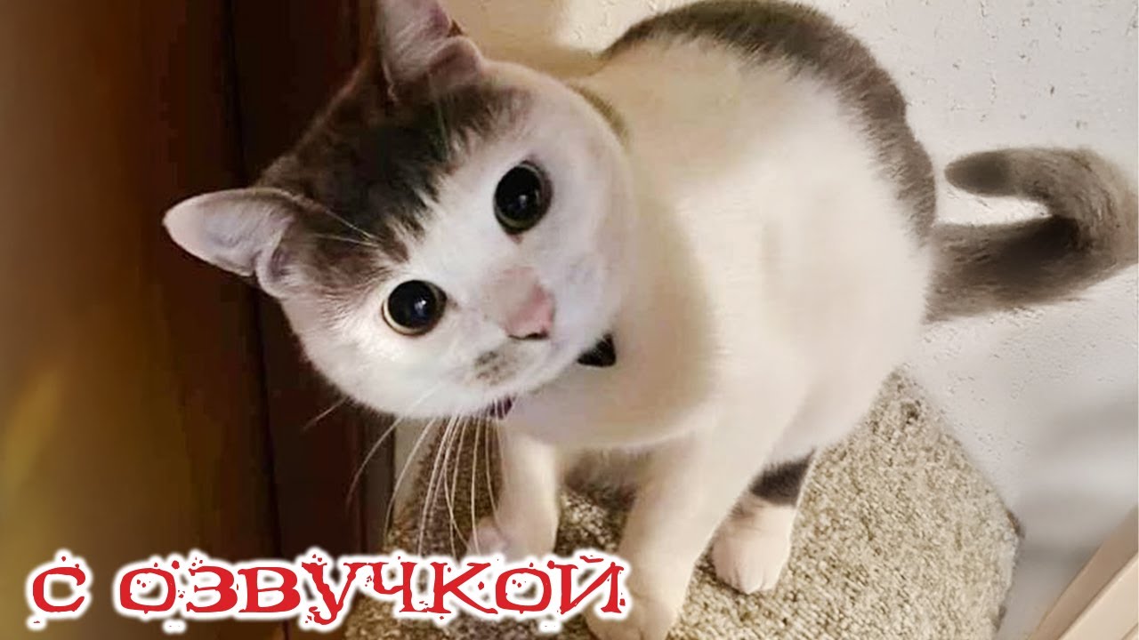 Приколы с котами! СМЕШНЫЕ КОТЫ С