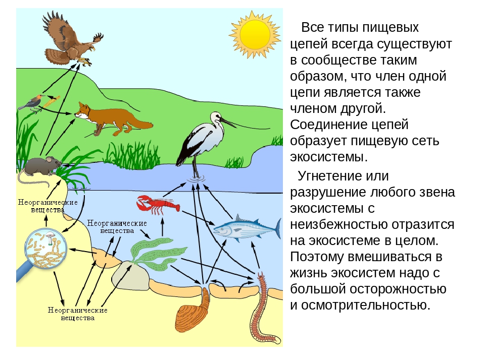 Практическое занятие по биологии