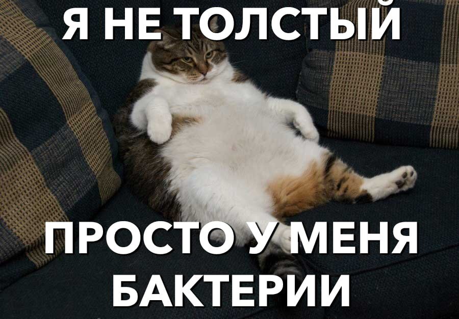 ПРИКОЛЫ С КОТАМИ! САМАЯ СМЕШНАЯ ОЗВУЧКА ЖИВОТНЫХ! СМЕШНЫЕ