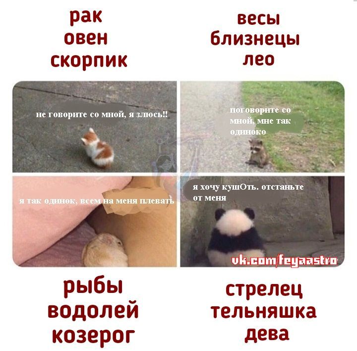 Гороскопы? А ну окей 😂