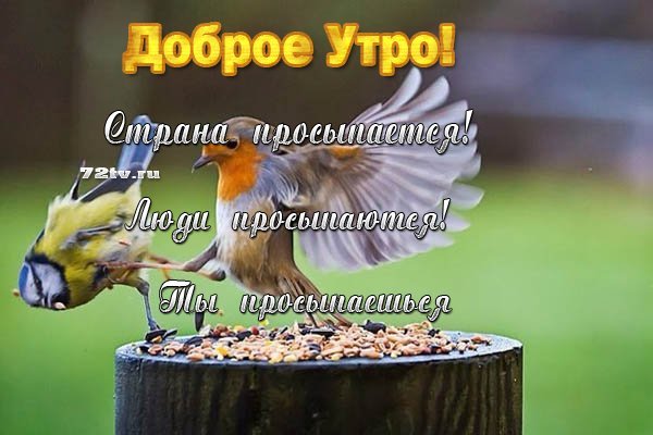 Картинки доброе утро с птицами и надписями весна 