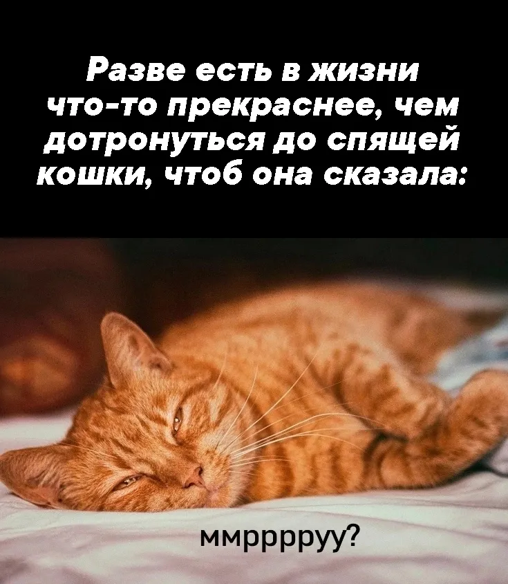 Заставки коты смешные