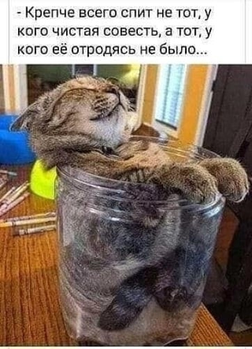 Мемы Про котов поржать