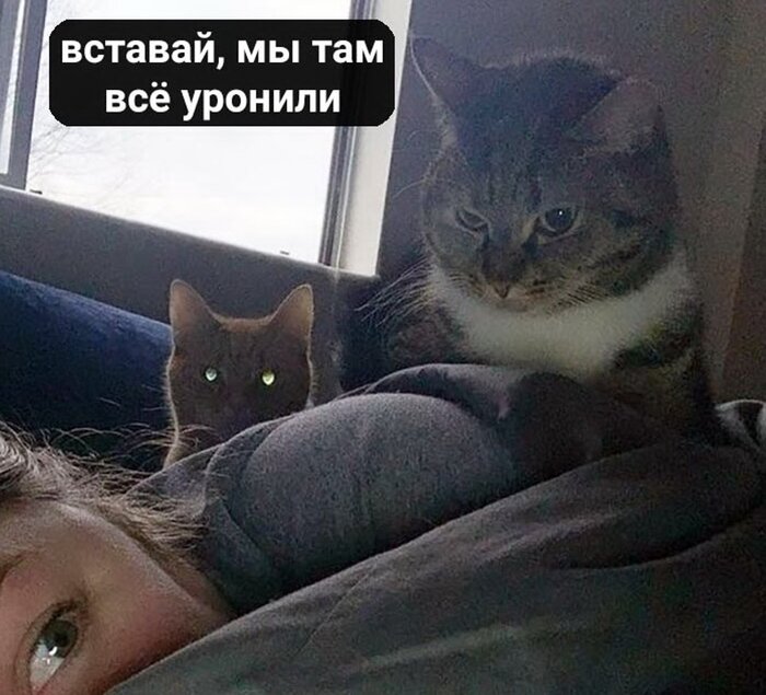 Instagram photo by Мем Наташа И Коты. Паблик • Aug 1, 2023 at