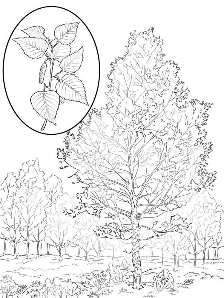 Раскраски Берёза. Скачать и распечатать раскраски Берёза