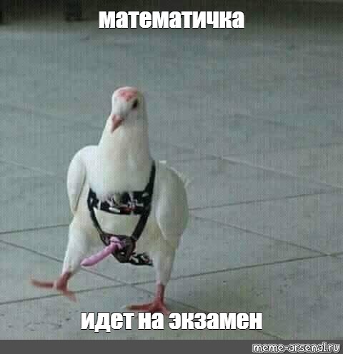 Сегодня математик 💀💀💀 #математика #мем #коты #meme