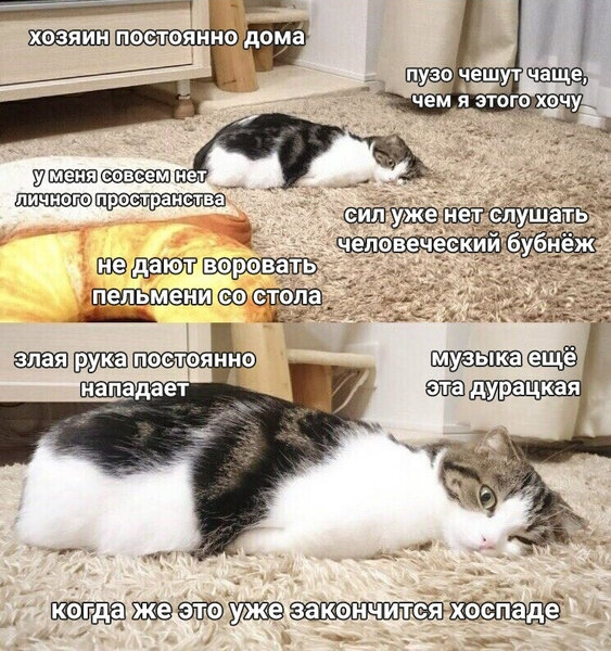 Funny and nice cats | Пятничный муд