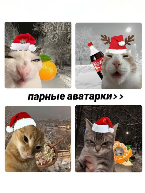 Мемы Котенок кричит