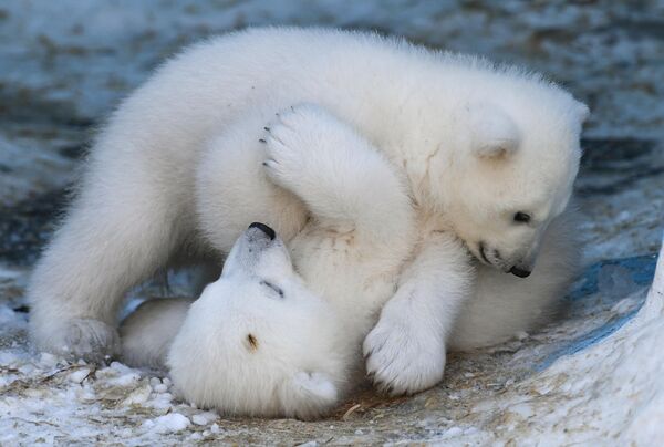 Polar bear head