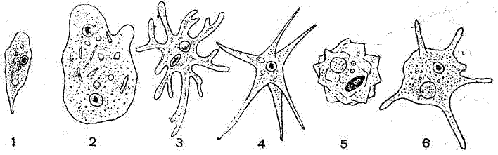 Амёба: векторные изображения и иллюстрации, которые можно