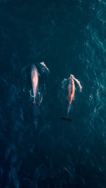 Dolphins by Latest Live Wallpapers на Андроид скачать