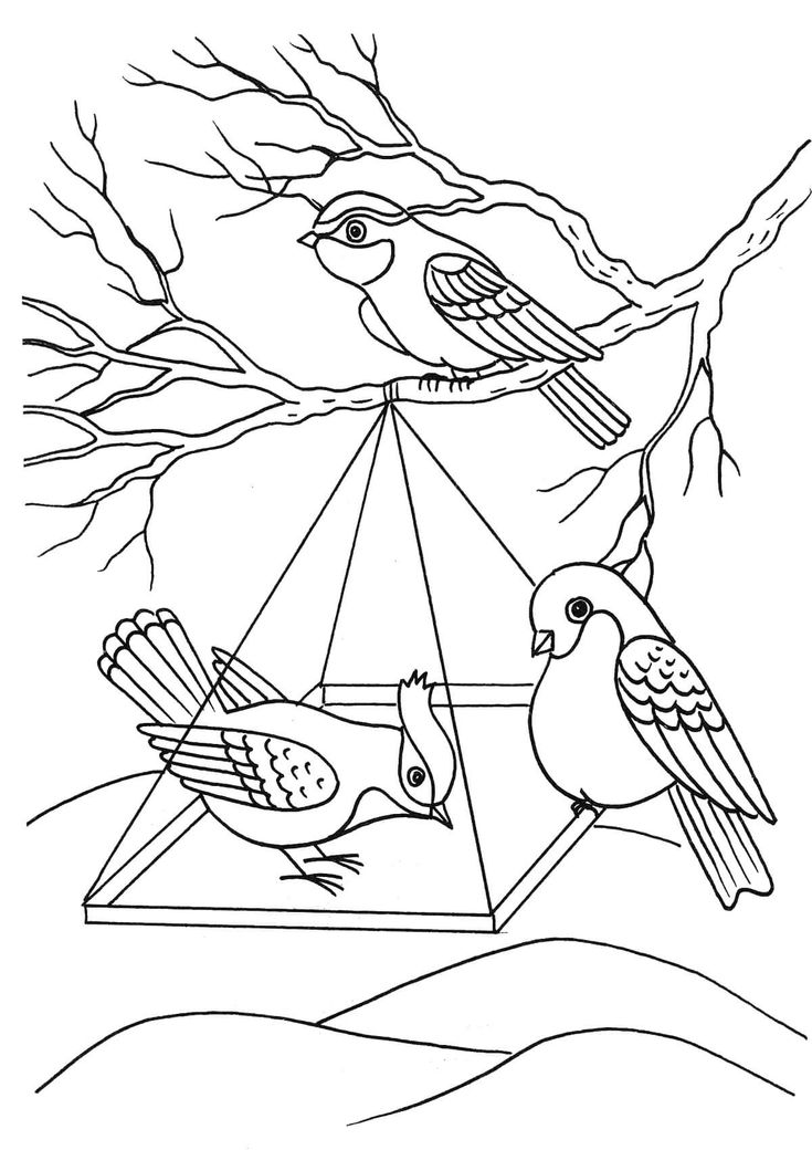 Раскраска «Синички в кормушке»