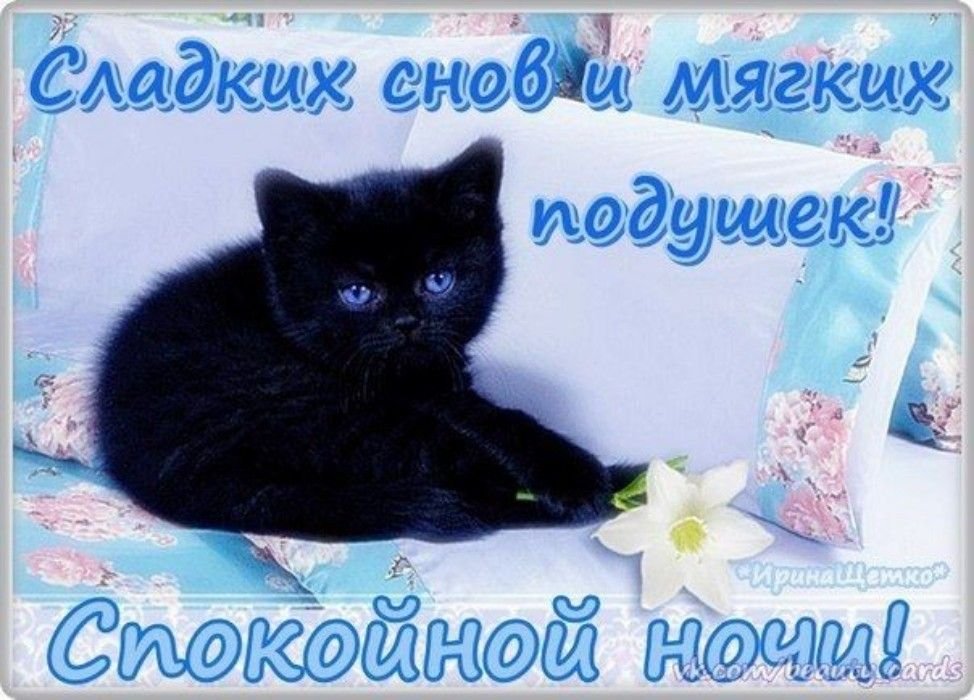 спокойной ночи! 😻😴good night! пожелание