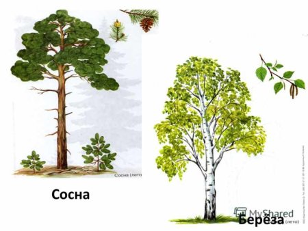 Береза. Все на тему березок для детей в подготовительной