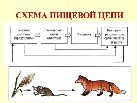 Пищевые Цепи | Примеры и Интерактивная