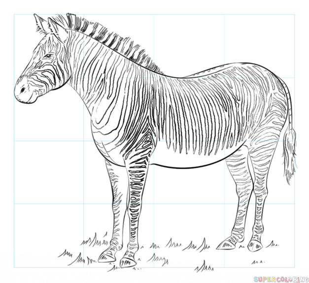 Как нарисовать зебру Марти из Мадагаскара карандашом поэтапно