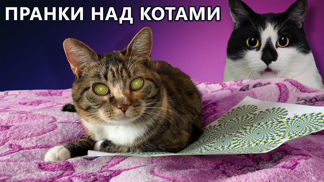 Котоматрица. — обсуждение в