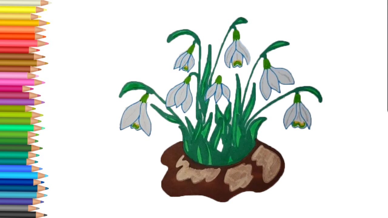 How to draw snowdrops is easy for