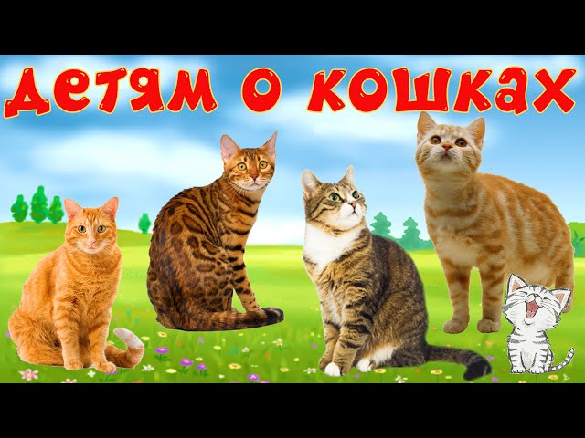 Сингапурская кошка: фото, характер, описание породы