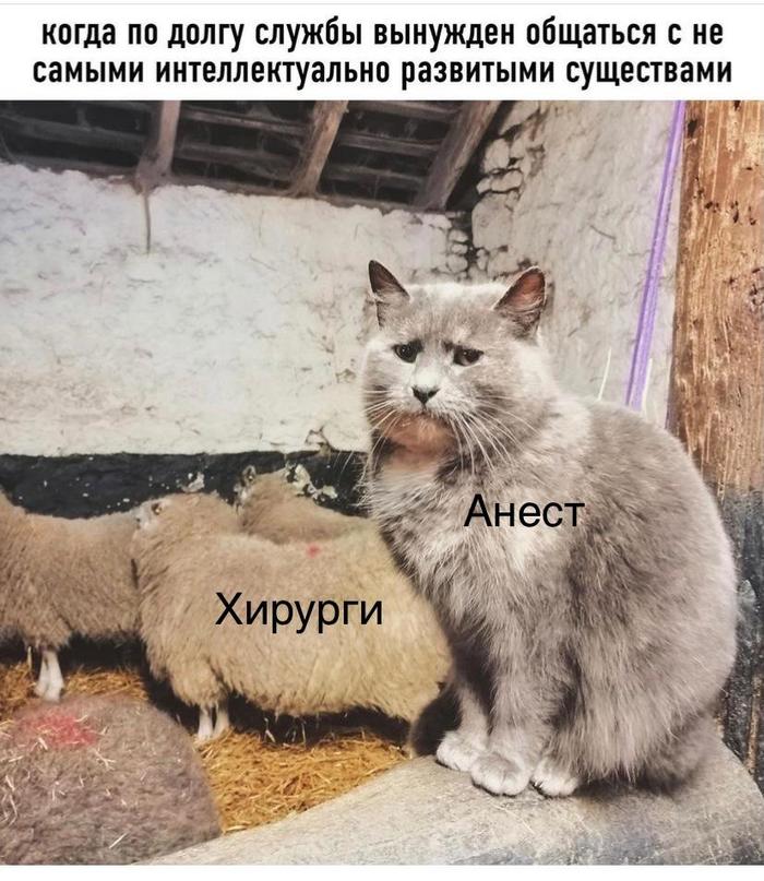 Анестезиолог