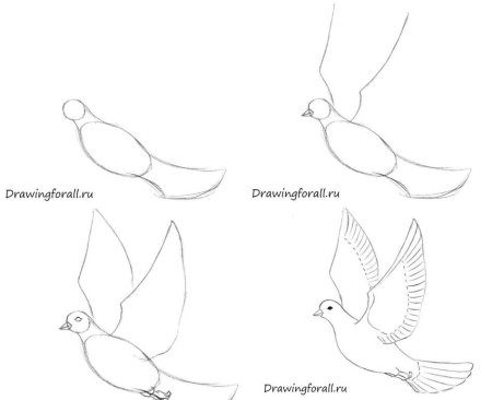 Как нарисовать голубя Как легко нарисовать белого голубя