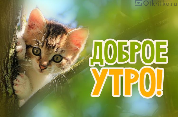 С Добрым Утром и Хорошим днём! / Музыкальная открытка с