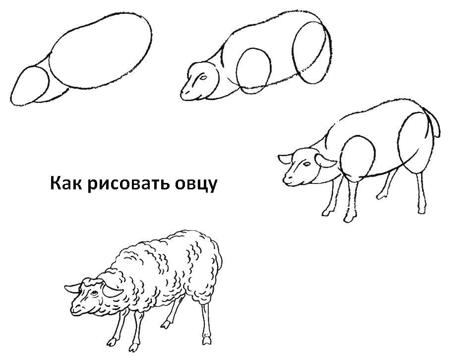 Как нарисовать барашка. Рисуем поэтапно