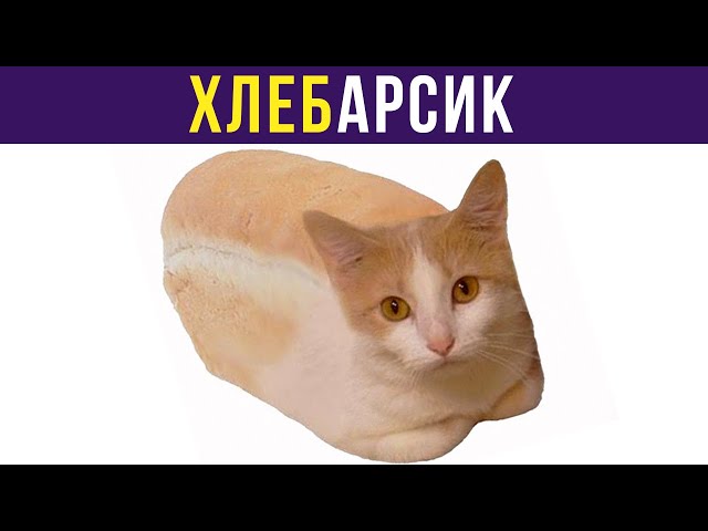 Коты