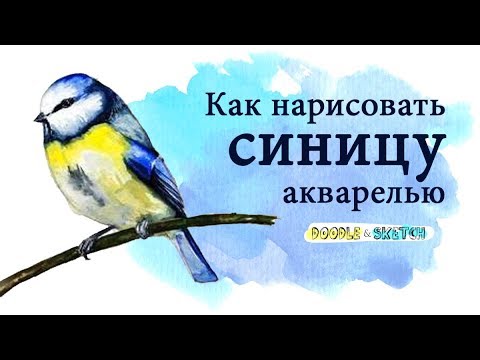 Синичка рисунок поэтапно на ветке 