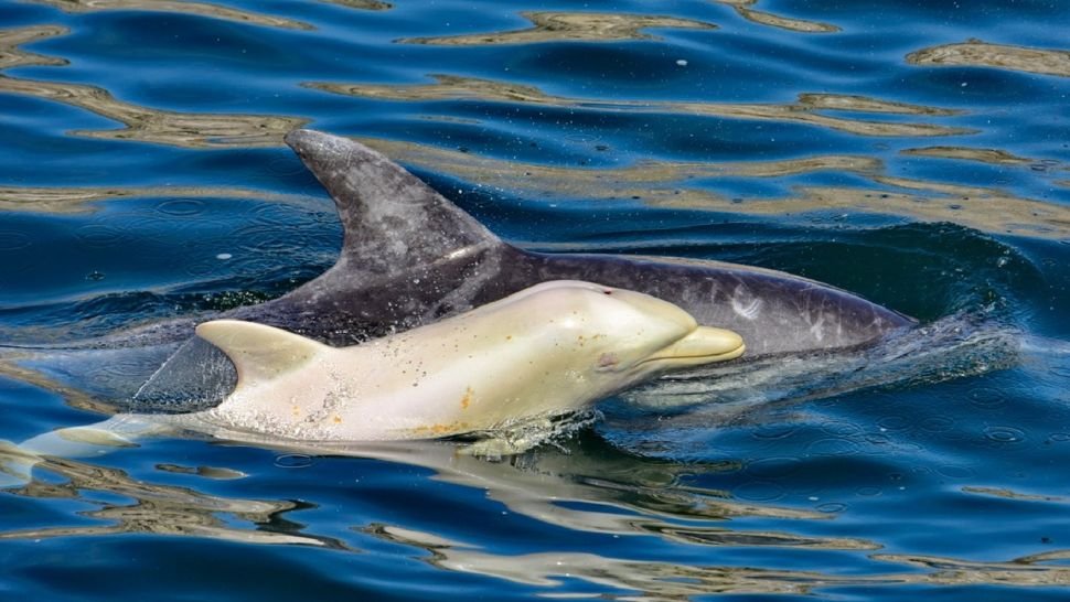 Обои на рабочий стол Два дельфина выпрыгивающих из воды на